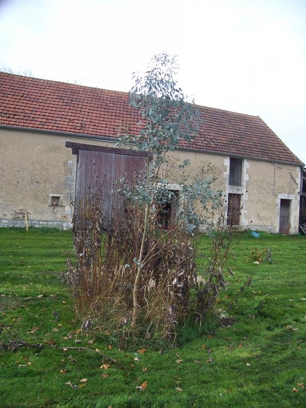 arbre-loman-003-800 arbre-loman-003-800