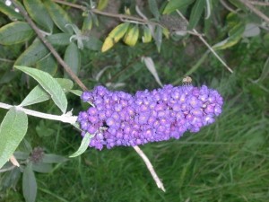 septembre-arbre-a-papillon_redimensionner3 septembre-arbre-a-papillon_redimensionner3